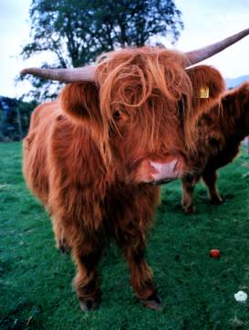 Highland Cattle